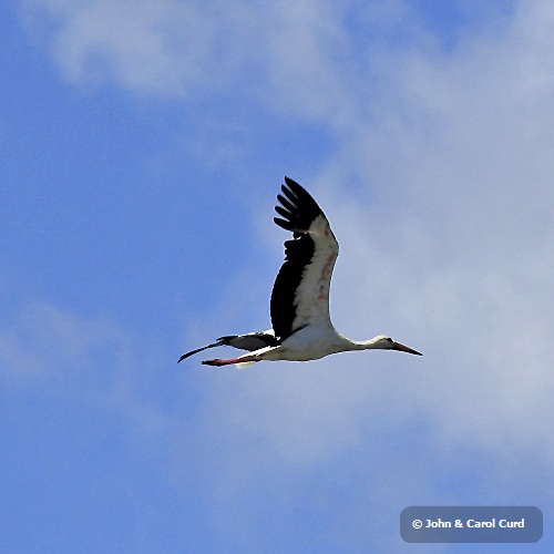 _MG_2331 White Stork.JPG